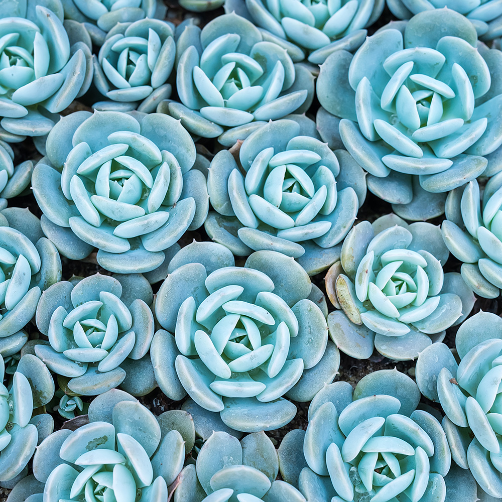 Green Succulents in California for San Diego Therapist, Nina Tomkiewicz, LCSW