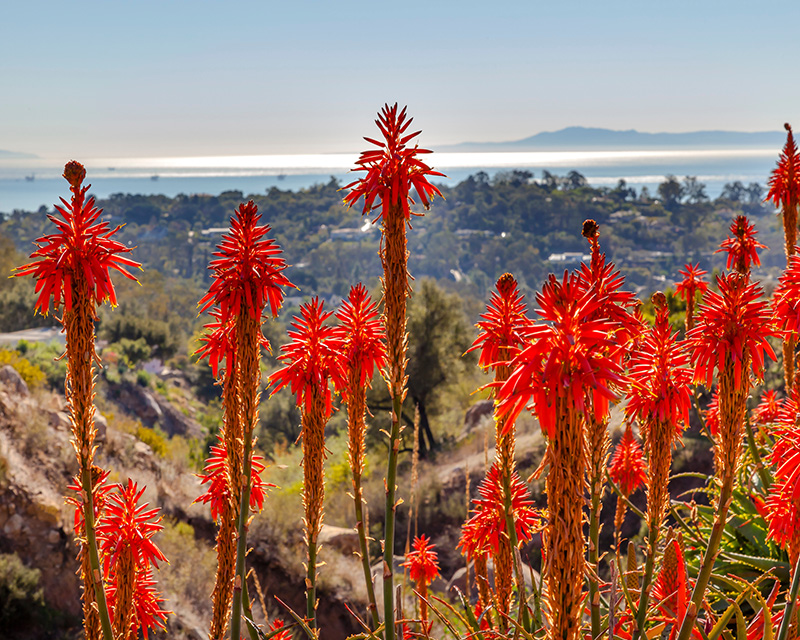 Red flowers in San Diego