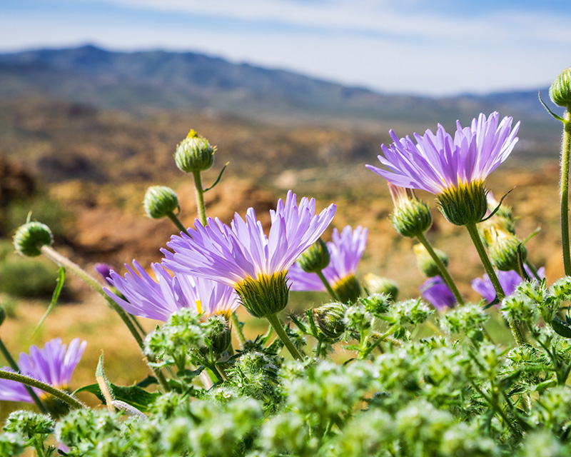integrative_therapy_san_diego Purple flowers in California