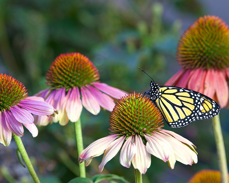 integrative_therapy_san_diego3 flowers with butterfly representing change in therapy