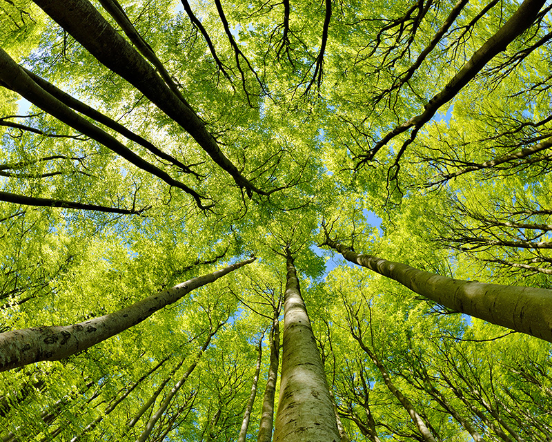 internal_family_systems Trees reaching up; Internal Family Systems Therapy in San Diego