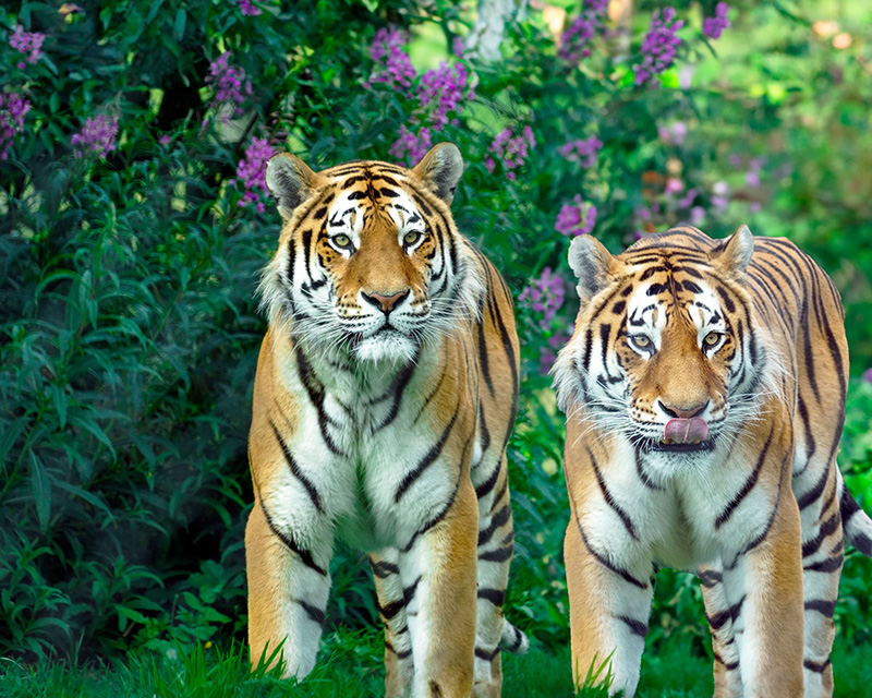 somatic_experiencing_san_diego2 Tigers in the wild, representing somatic experiencing