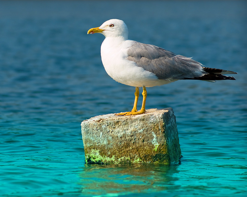 somatic_experiencing_therapist_san_diego Seagull in the ocean